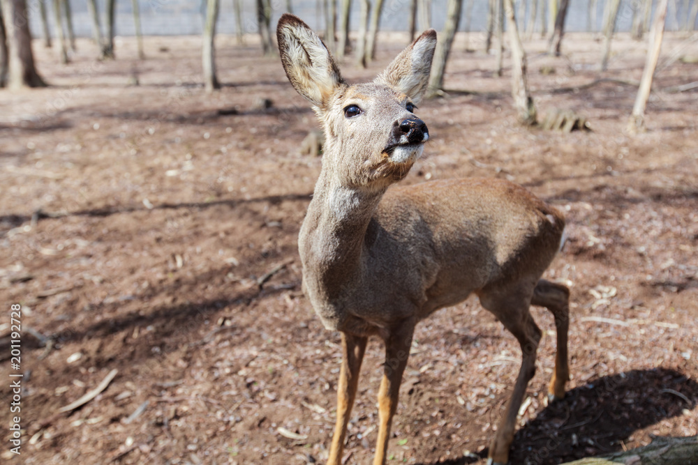 Young deer in forest Young deer in forest