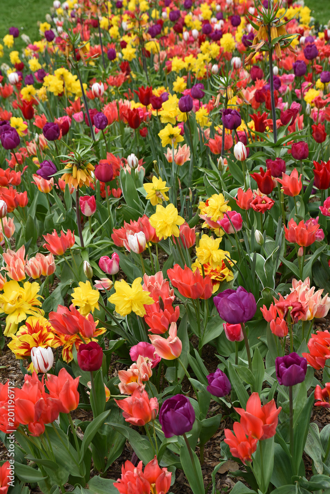 Tulipes multicolores et narcisses au printemps au jardin