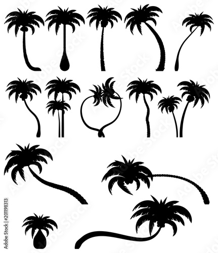 Set tropical palm trees with leaves  mature and young plants. Black silhouettes isolated on white background. Vector. Palm icon