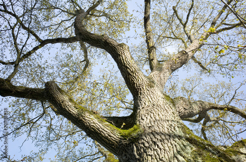 tronc et ses branches