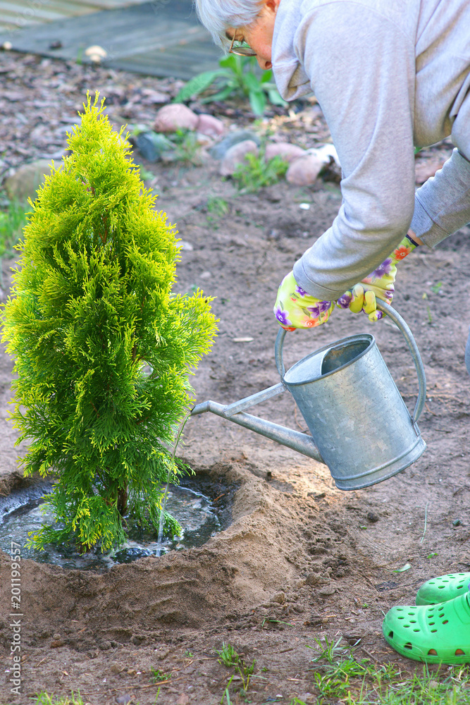 Planting plants step by step / ornamental shrub Thuja Golden Smaragd - watering after planting - obrazy, fototapety, plakaty 