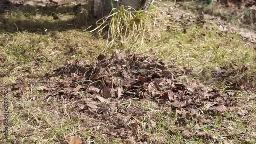 Gardener collecting last year's leaves to heap by rake