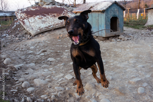Black Doberman barking on the chain showing teeth and his anger