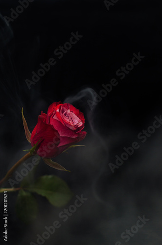Fototapeta Naklejka Na Ścianę i Meble -  Red rose on a black background with white smoke