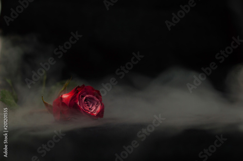 Fototapeta Naklejka Na Ścianę i Meble -  Red rose on a black background with white smoke