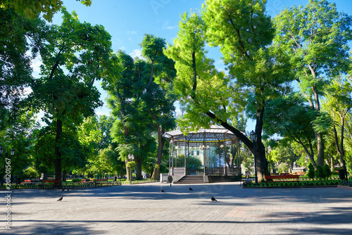 Fototapeta Naklejka Na Ścianę i Meble -  city park in summer, bright sunlit, green trees and shadows