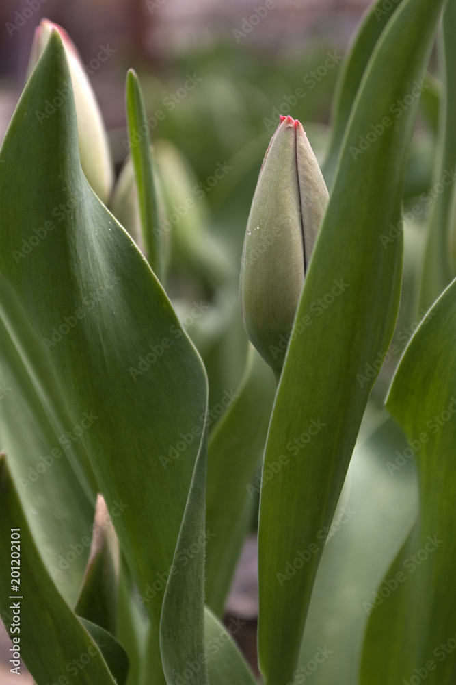 Spring Flower. Young unopened tulip. Greenery. Spring Flower. Young unopened tulip. Greenery.