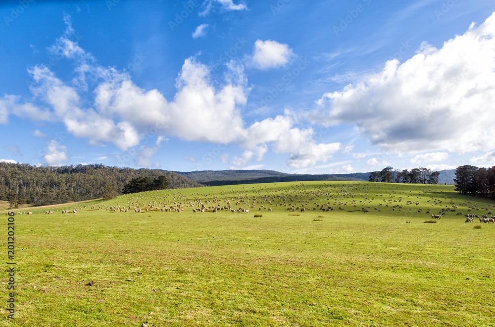 Sheep grazing on lush green pasture