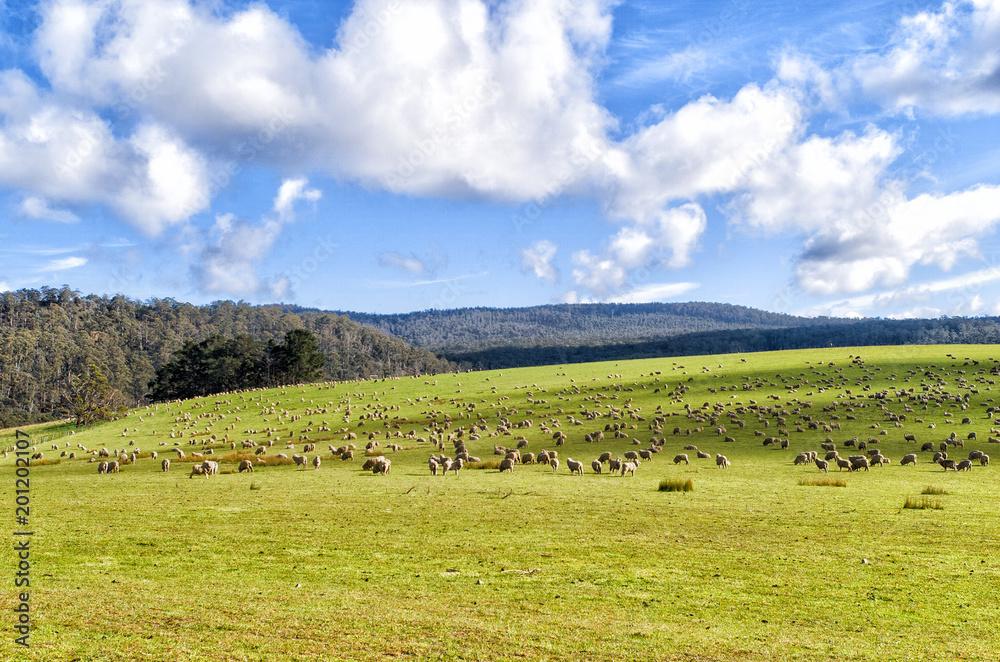 Sheep grazing on lush green pasture Sheep grazing on lush green pasture