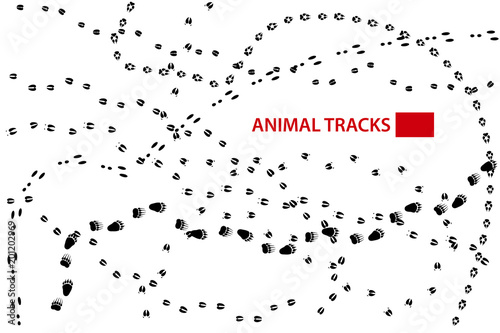 Traces of Forest Animals, Animal Tracks, Vector Illustration