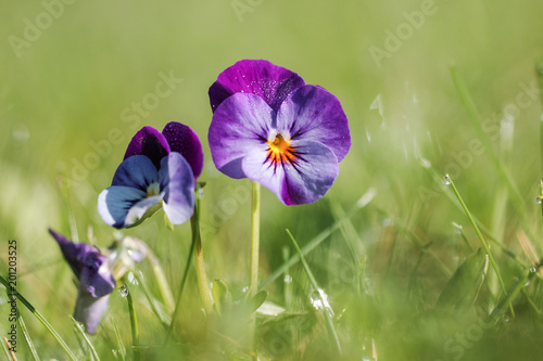 Viola tricolor. Viola arvensis. photo