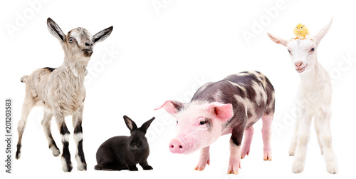Group of curious farm animals isolated on white background