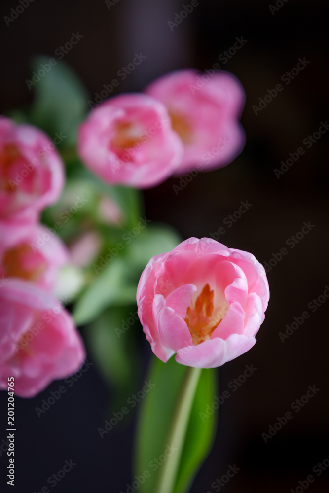 Beautiful pink tulip on a black background. Low key