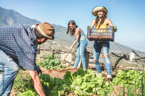Quadro su tela Teamwork harvesting fresh vegetables in the community greenhouse garden