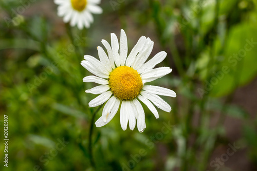 Fototapeta Naklejka Na Ścianę i Meble -  field of white flower chamomile in summer nature