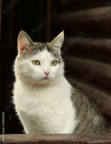 tom male cat outdoor summer photo photo