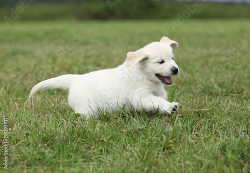 Golden retriever puppy running