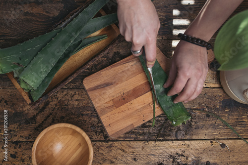 Woman cutting the pods of an aloe vera