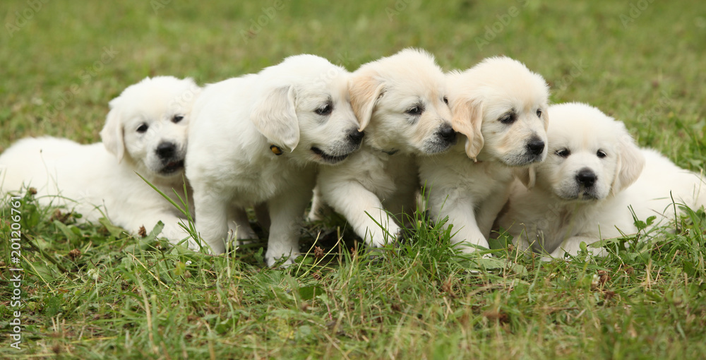 Amazing group of golden retriever puppies Amazing group of golden retriever puppies