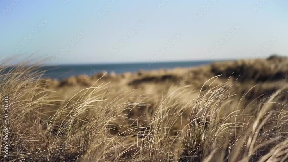 Ostseeküste mit Schilf