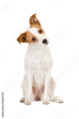 Niedlicher Mischlingshund © DoraZett