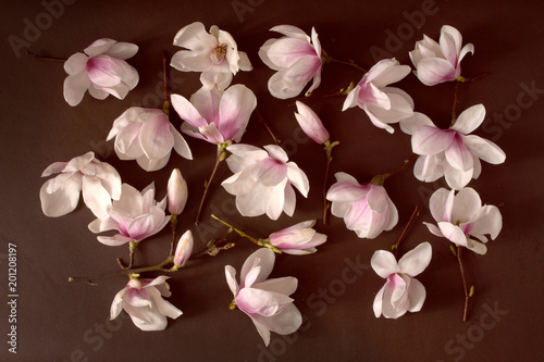 ornament z magnolii, kompozycja magnolii, układ kwiatów magnolii, pąki magnolii, florale, zielnik, subtelny układ kwaitów, brązowy