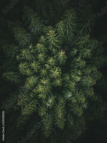 Ervergreen pine forest from...
