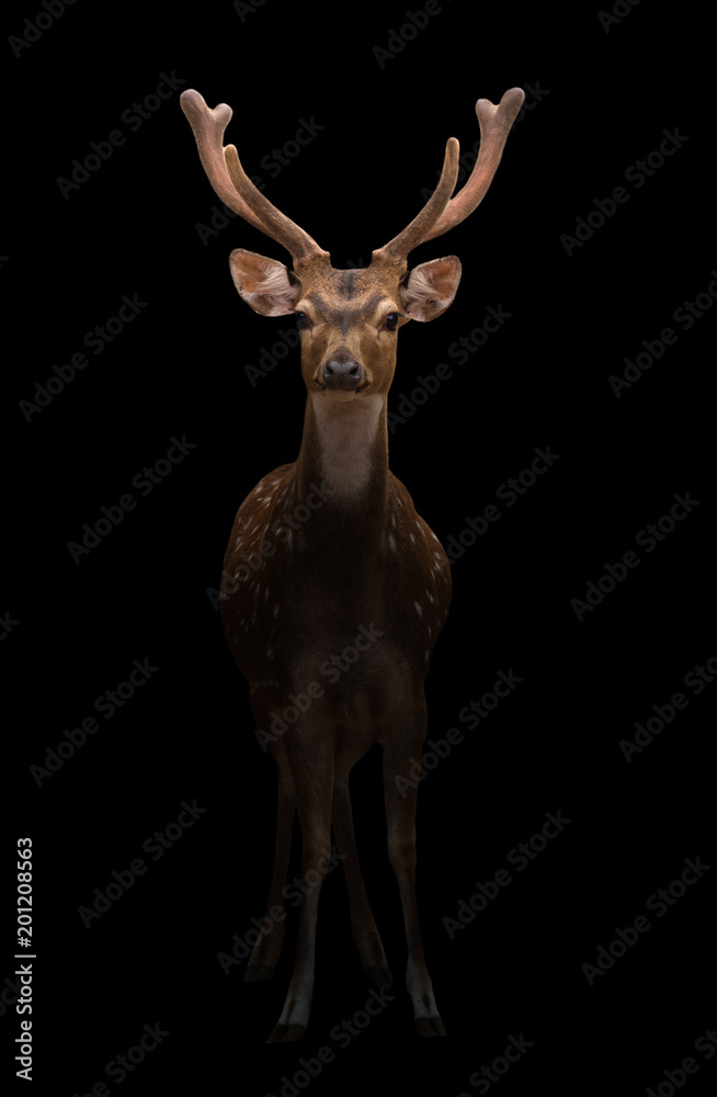 Fototapeta premium male axis deer in the dark