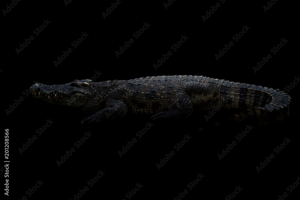 Naklejka premium siamese crocodile in the dark