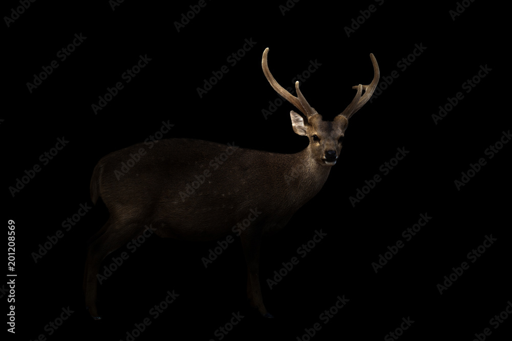 Fototapeta premium male hog deer in the dark