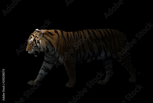 male siberian tiger in the dark