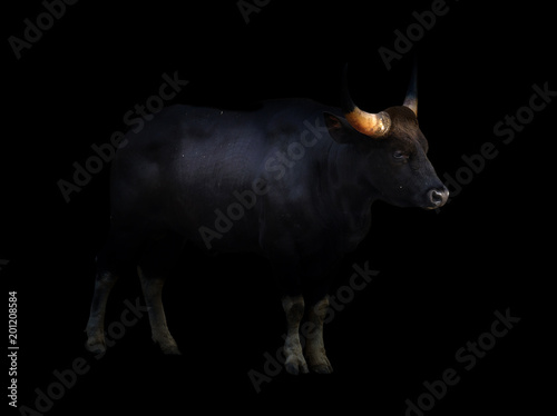 gaur standing in the dark