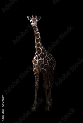 giraffe standing in the dark