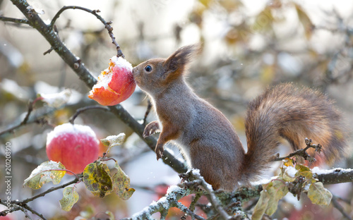 Red squirrel nose on apple in appletree at winter