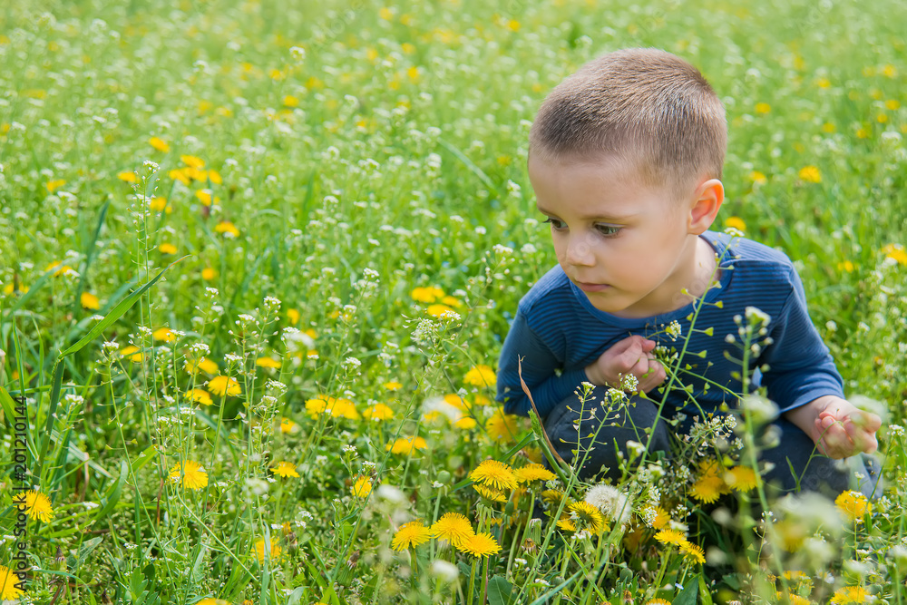 a boy in nature surrounded by grass and dandelion a boy in nature surrounded by grass and dandelion