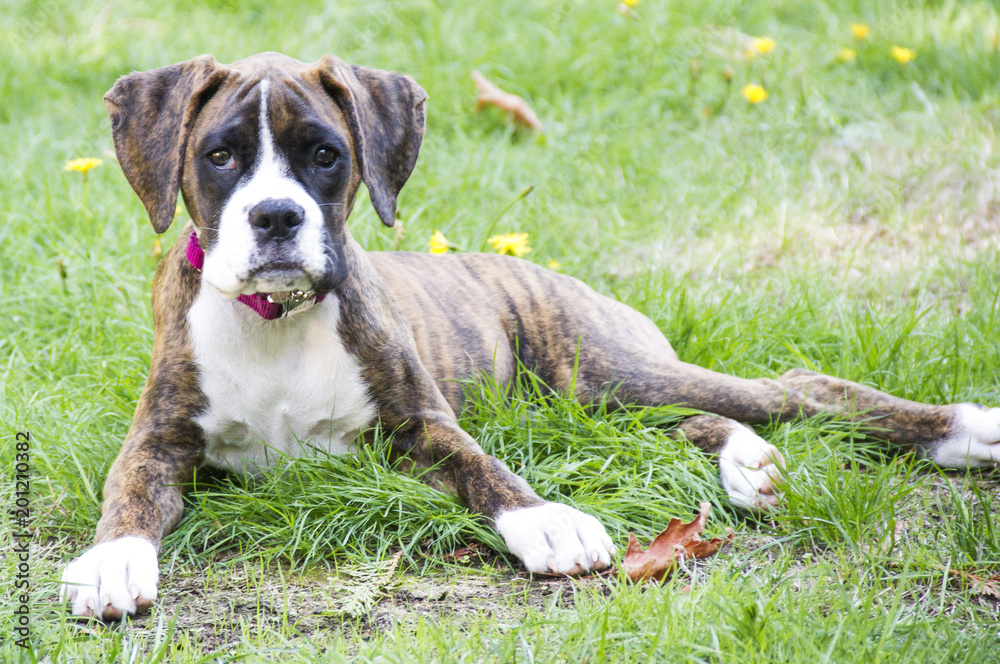 Coco Boxer Puppy