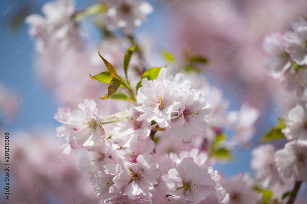 Pink flowers on the tree, ornamental cherry, blue sky Pink flowers on the tree, ornamental cherry, blue sky