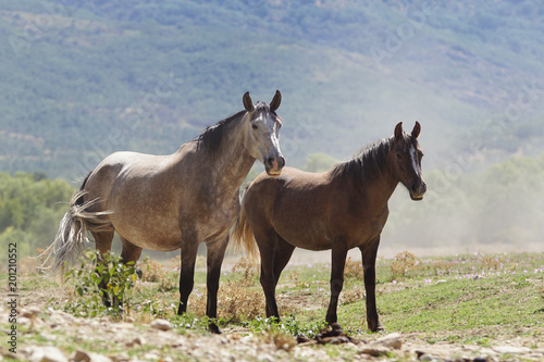 Dos caballos entre el polvi © Azahara