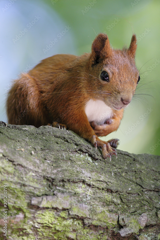 Single Red Squirrel on a tree branch in Poland forest during a spring period Single Red Squirrel on a tree branch in Poland forest during a spring period