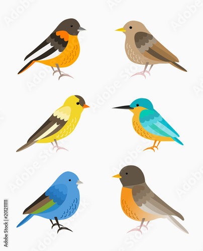 Set of small birds isolated on white background, flat illustration