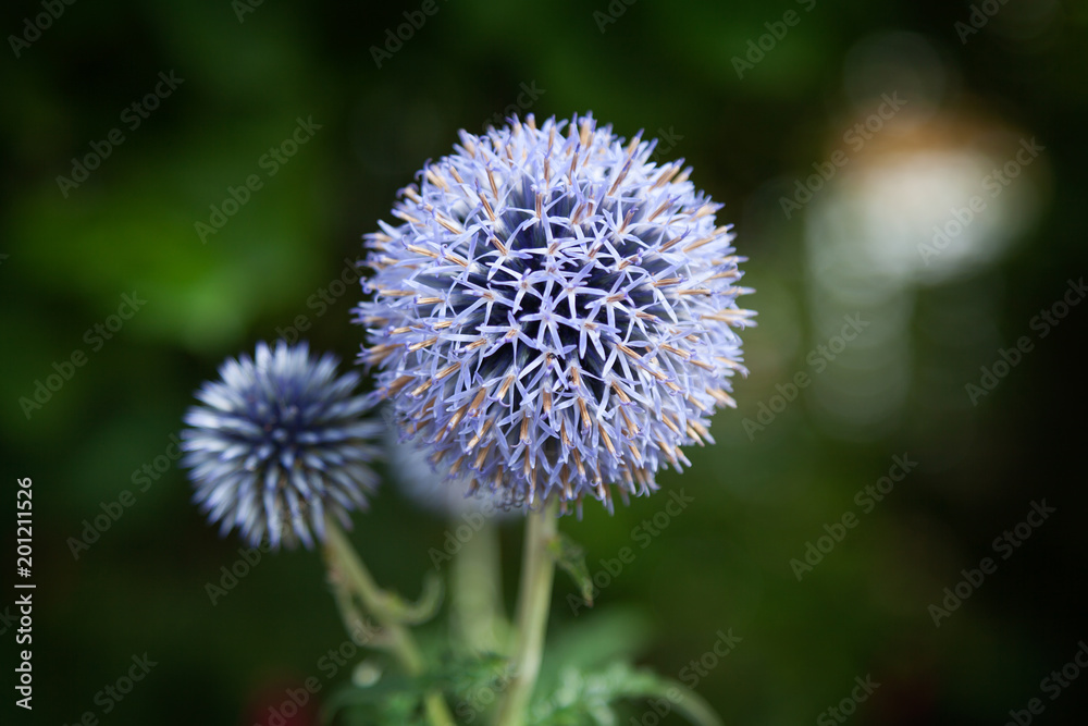 Close up of Blue Allium flower growing outside Close up of Blue Allium flower growing outside