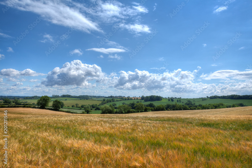 View of a Barley field in mid summer, English countryside.