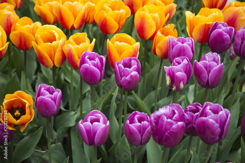 Orange and purple Tulips 