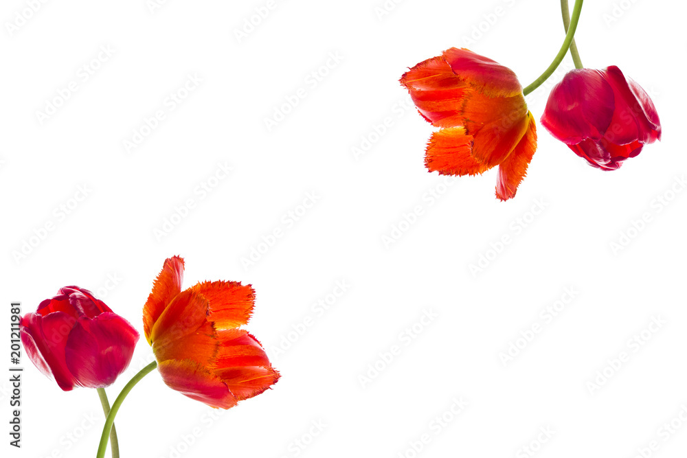 Tulip flowers on white background with space for your text. Tulip flowers on white background with space for your text.