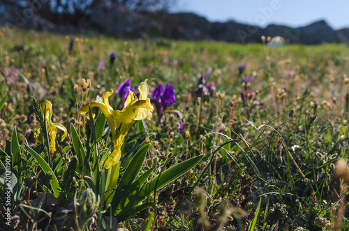 Fototapeta Naklejka Na Ścianę i Meble -  iris flowers in spring