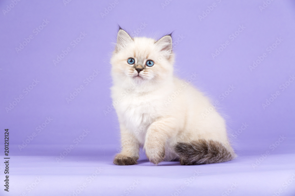 Beautiful kitten of pure bred