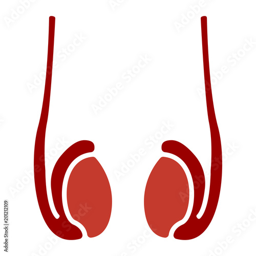 Organe Icon - Hoden