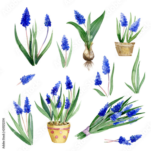 Watercolor illustration. Set of muscari flowers and leaves on white background.