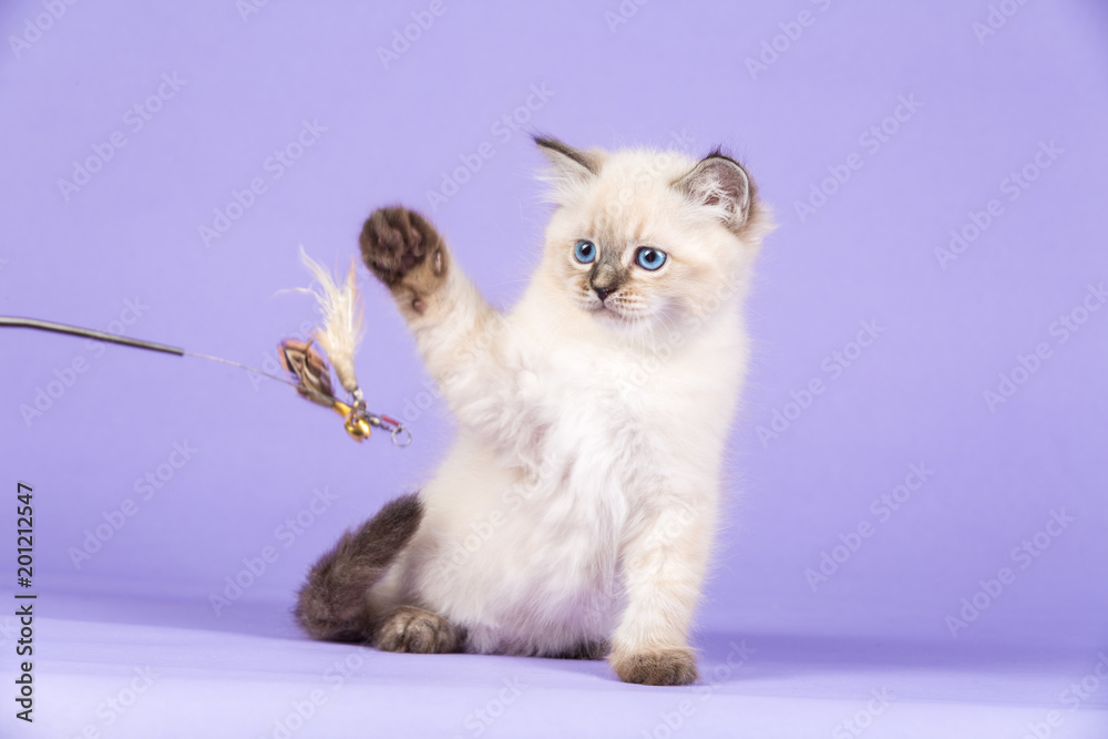 Fototapeta premium Beautiful playful kitten of pure bred