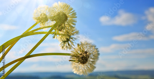 Fototapeta Naklejka Na Ścianę i Meble -  Dandelion against blue sky in spring season.